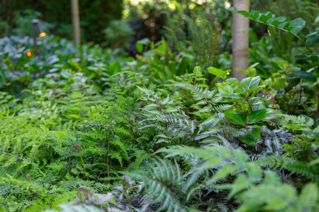 woodland planting - Swick's Landscaping Ltd.