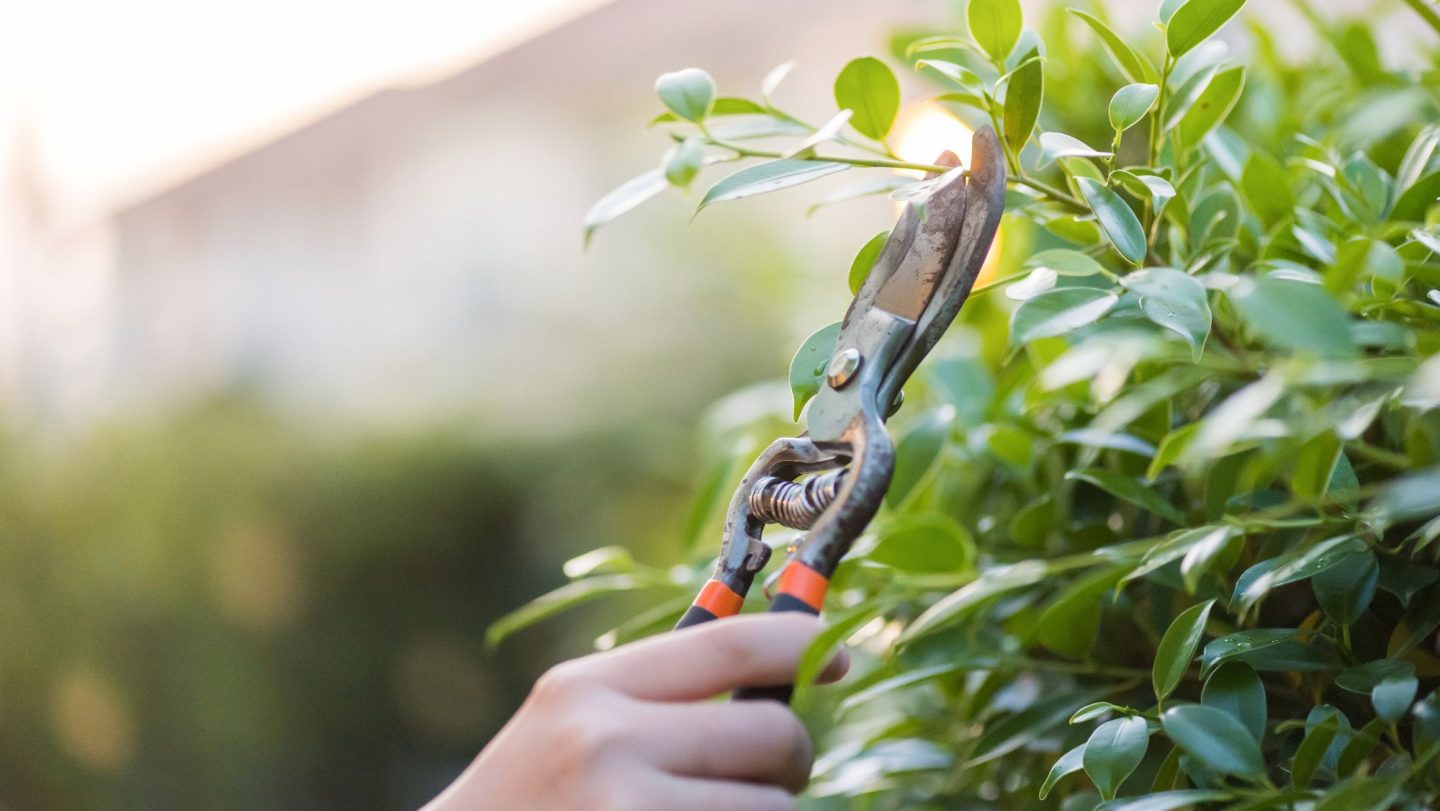Hands holding pruning shears and trimming a green hedge in a garden setting