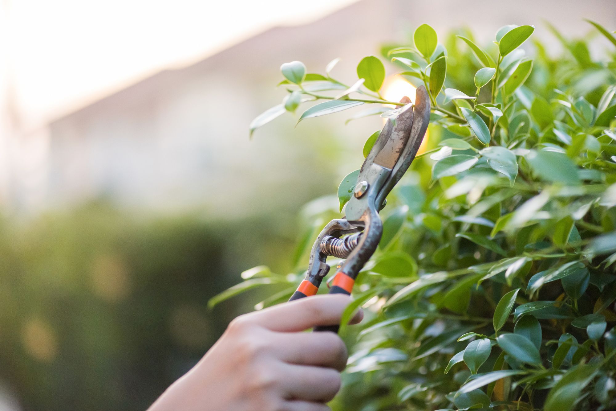 Hands holding pruning shears and trimming a green hedge in a garden setting