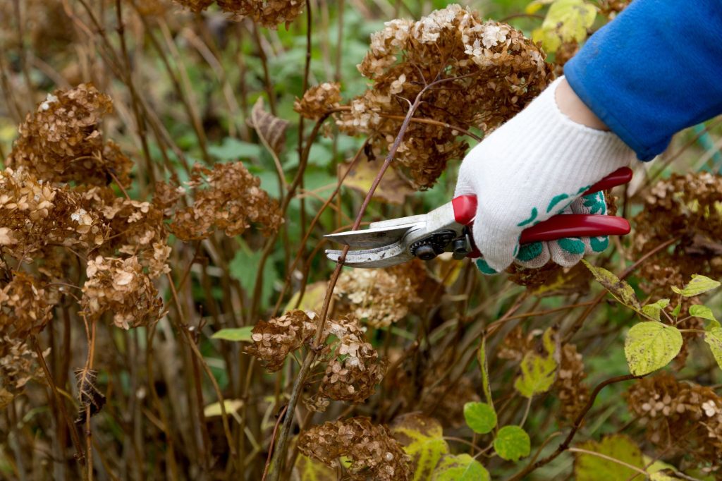 how to prune in the pacific northwest - Swick's Landscaping Ltd. professional-shrub-pruning-vancouver