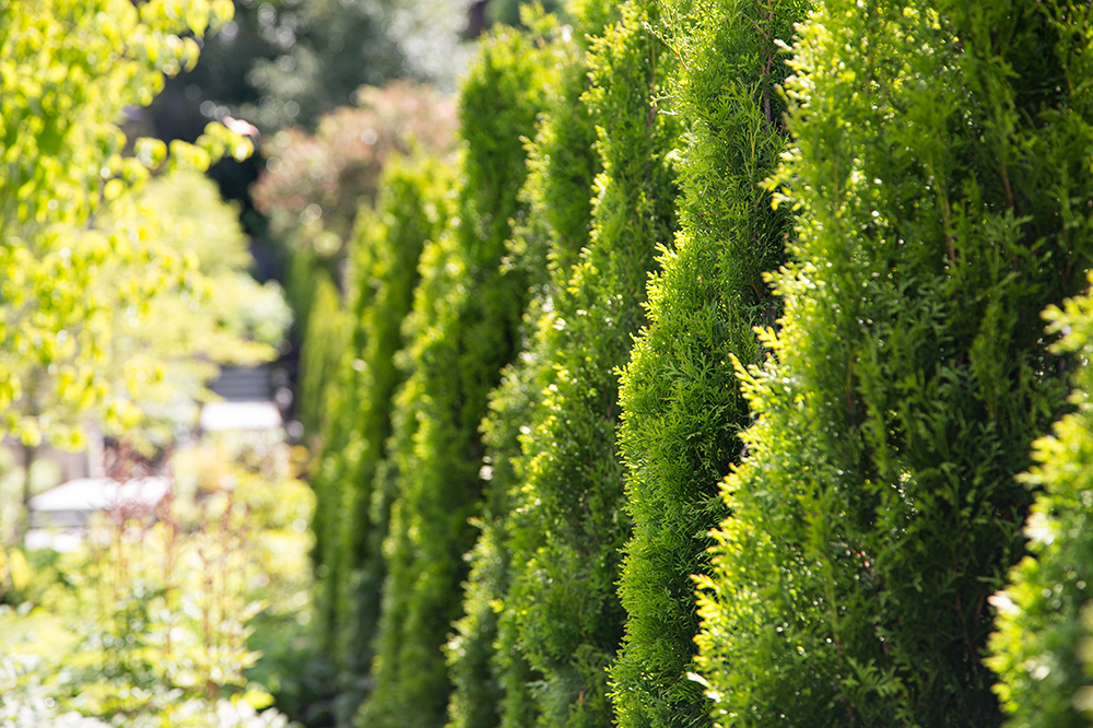 over-pruning-vs-proper-pruning - Swick's Landscaping Ltd. pruning in the Pacific Northwest