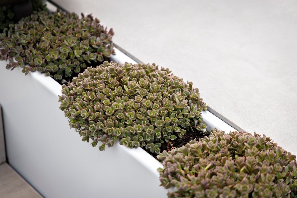 Swicks_918_Cooperage_Web-10-1789 - Swick's Landscaping Ltd. Rows of small green succulents in a white rectangular planter along a concrete surface.
