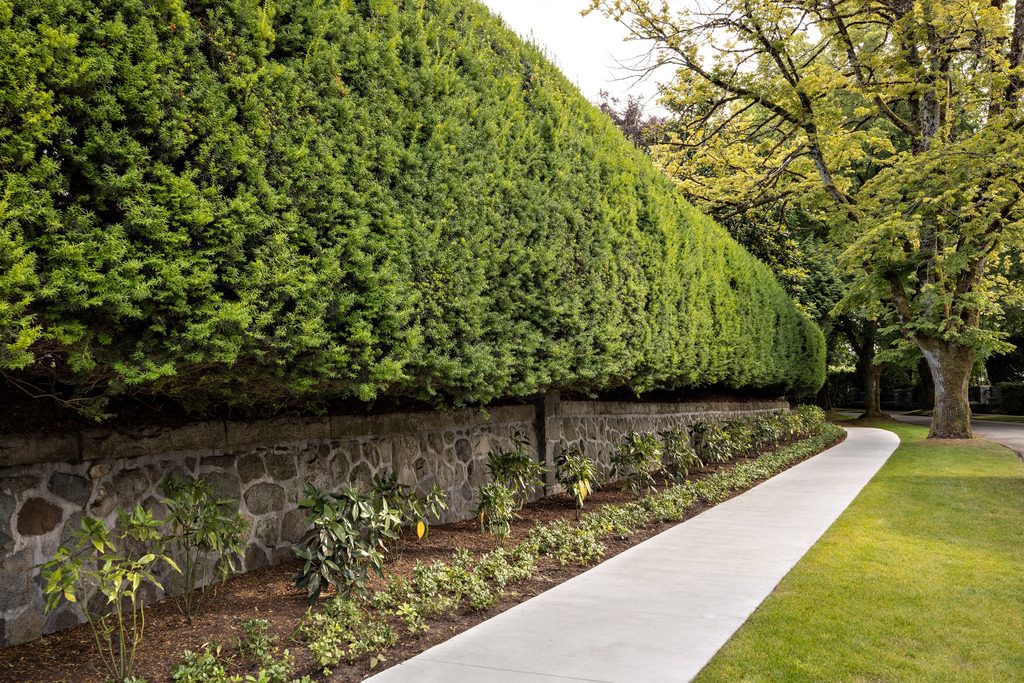Tall green hedge along a stone retaining wall beside a curved concrete walkway in a landscaped yard. Nearby trees provide partial shade.