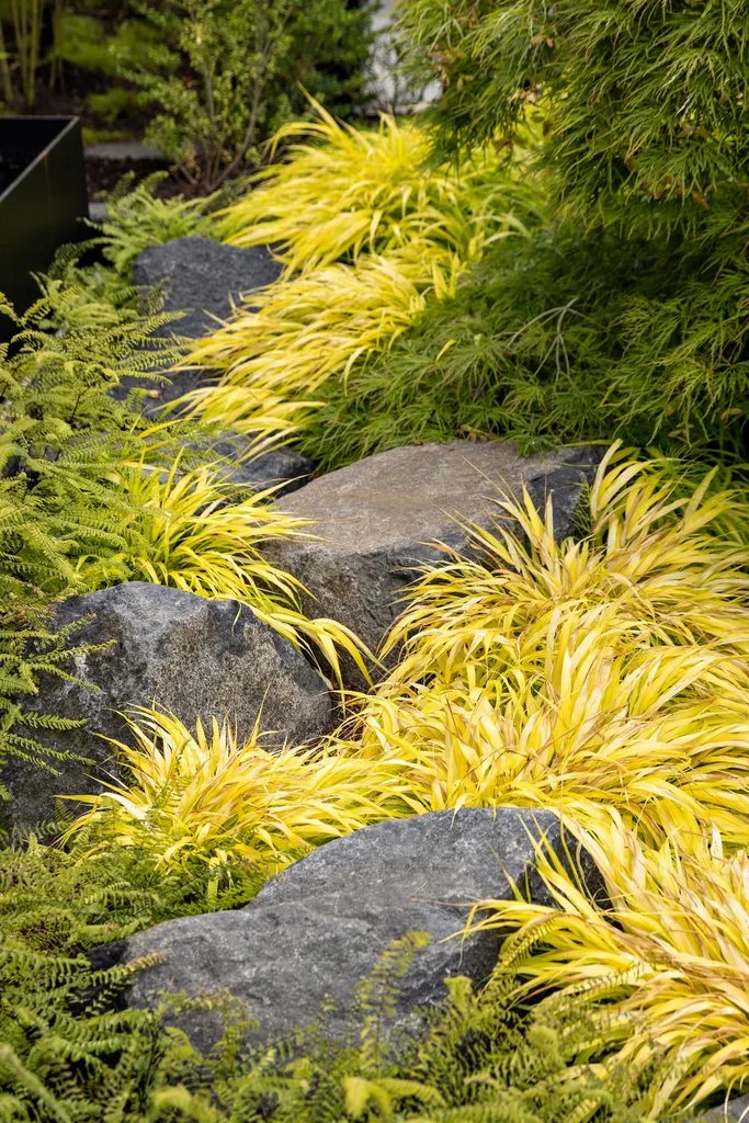 Swicks_4280_River_Web-26-8037 - Swick's Landscaping Ltd. Rock garden with gray stones and yellow variegated grasses among green ferns and shrubs.